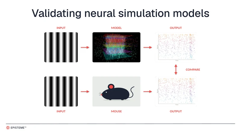 The same visual stimulus goes to a neural model and a mouse, and their responses are compared