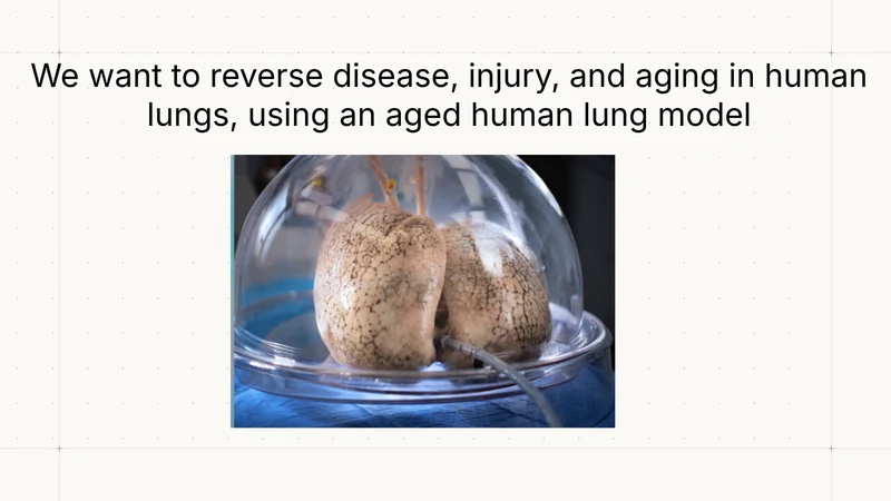 A human lung supported outside the body is the experimental setting for investigating interventions against injury, disease and aging